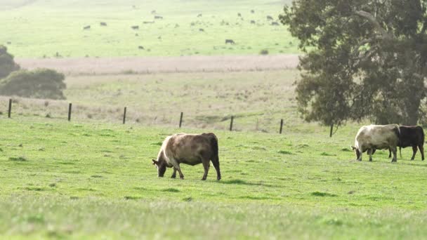 Primer Plano Vacas Terneros Pastando Hierba Australia Rancho Agrícola Ganado — Vídeos de Stock