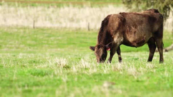 Gros Plan Vaches Boucherie Veaux Broutant Herbe Australie Dans Ranch — Video