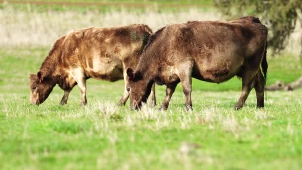 Κοντινό Πλάνο Αγελάδων Βοοειδών Και Μόσχων Που Βόσκουν Γρασίδι Στην — Αρχείο Βίντεο