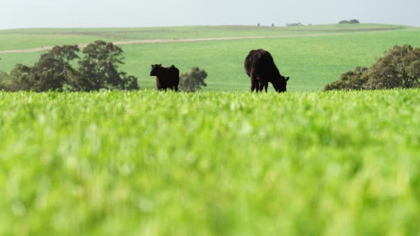 Großaufnahme Von Rindern Und Kälbern Die Auf Einer Farm Australien — Stockvideo