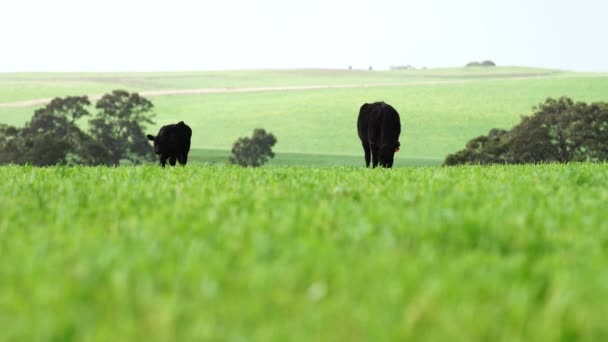 Großaufnahme Von Rindern Und Kälbern Die Auf Einer Farm Australien — Stockvideo