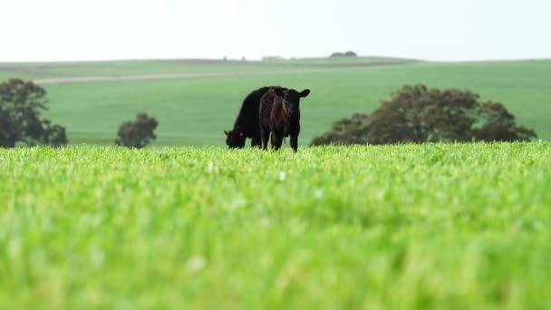 Primer Plano Vacas Terneros Pastando Hierba Australia Rancho Agrícola Ganado — Vídeos de Stock