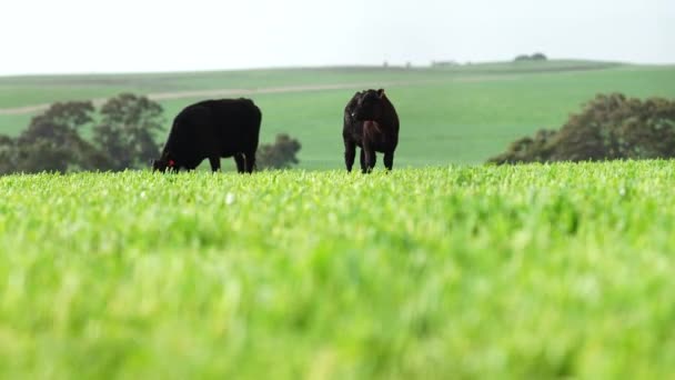 Primo Piano Mucche Carne Vitelli Che Pascolano Sull Erba Australia — Video Stock