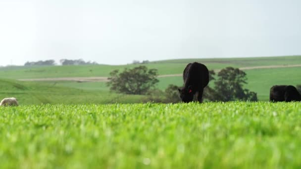 Ранчо Фермерів Пасуться Корови Телята Пасуться Траві Австралії Худоба Їсть — стокове відео