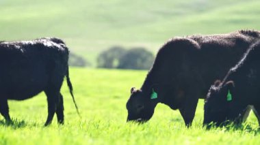 Avustralya 'da bir tarlada otlayan damızlık sığır, inek ve buzağılara yakın bir yerde. Sürü türleri arasında benekli park, Murray Grey, Angus, Brangus ve Wagyu bahar ve yaz aylarında uzun otlaklarda bulunur..