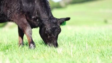 Avustralya 'da bir tarlada otlayan damızlık sığır, inek ve buzağılara yakın bir yerde. Sürü türleri arasında benekli park, Murray Grey, Angus, Brangus ve Wagyu bahar ve yaz aylarında uzun otlaklarda bulunur..