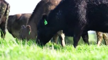 Avustralya 'da bir tarlada otlayan damızlık sığır, inek ve buzağılara yakın bir yerde. Sürü türleri arasında benekli park, Murray Grey, Angus, Brangus ve Wagyu bahar ve yaz aylarında uzun otlaklarda bulunur..