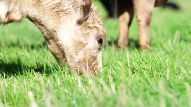 Avustralya 'da bir tarlada otlayan damızlık sığır, inek ve buzağılara yakın bir yerde. Sürü türleri arasında benekli park, Murray Grey, Angus, Brangus ve Wagyu bahar ve yaz aylarında uzun otlaklarda bulunur..