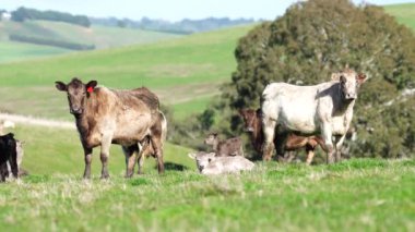 Avustralya 'da bir tarlada otlayan damızlık sığır, inek ve buzağılara yakın bir yerde. Sürü türleri arasında benekli park, Murray Grey, Angus, Brangus ve Wagyu bahar ve yaz aylarında uzun otlaklarda bulunur..