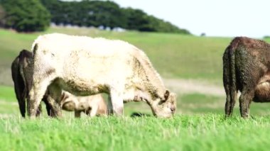 Avustralya 'da bir tarlada otlayan damızlık sığır, inek ve buzağılara yakın bir yerde. Sürü türleri arasında benekli park, Murray Grey, Angus, Brangus ve Wagyu bahar ve yaz aylarında uzun otlaklarda bulunur..