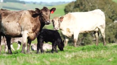 Avustralya 'da bir tarlada otlayan damızlık sığır, inek ve buzağılara yakın bir yerde. Sürü türleri arasında benekli park, Murray Grey, Angus, Brangus ve Wagyu bahar ve yaz aylarında uzun otlaklarda bulunur..