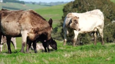 Avustralya 'da bir tarlada otlayan damızlık sığır, inek ve buzağılara yakın bir yerde. Sürü türleri arasında benekli park, Murray Grey, Angus, Brangus ve Wagyu bahar ve yaz aylarında uzun otlaklarda bulunur..