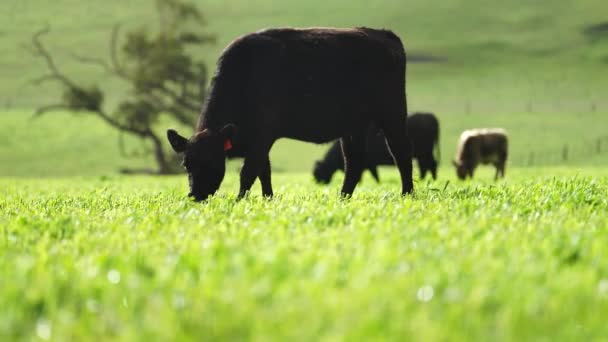 Gros Plan Vaches Boucherie Veaux Broutant Herbe Australie Dans Ranch — Video