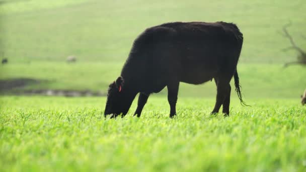 Primo Piano Mucche Carne Vitelli Che Pascolano Sull Erba Australia — Video Stock