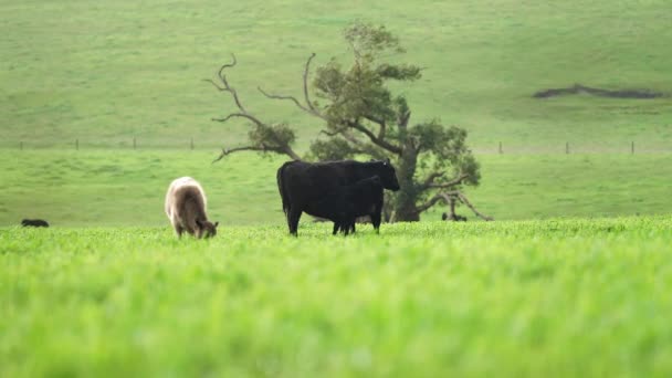 Close Vacas Corte Bezerros Pastando Grama Austrália Rancho Agrícola Gado — Vídeo de Stock