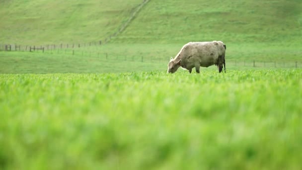 Primer Plano Los Toros Stud Beef Vacas Terneros Pastando Hierba — Vídeos de Stock