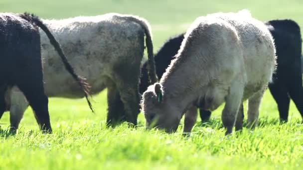 Primer Plano Los Toros Stud Beef Vacas Terneros Pastando Hierba — Vídeos de Stock