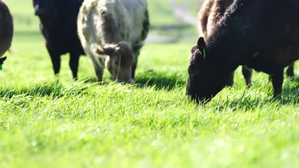 Zbliżenie Stadniny Byki Wołowe Krowy Cielęta Pasące Się Trawie Polu — Wideo stockowe