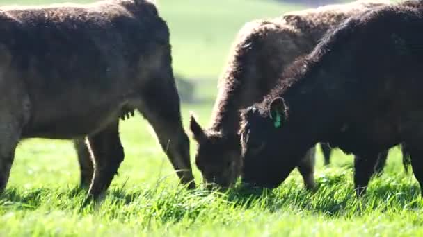 Großaufnahme Von Stud Beef Bullen Kühen Und Kälbern Die Auf — Stockvideo