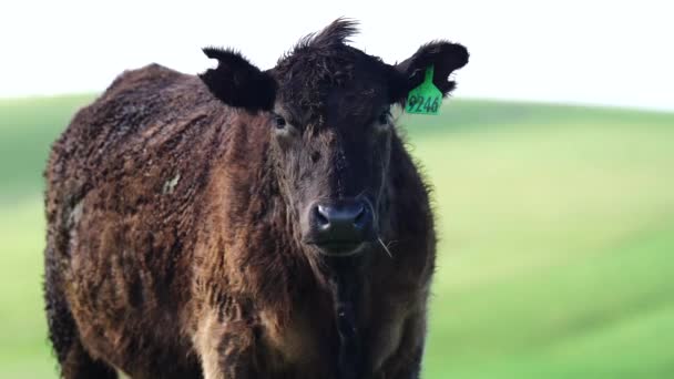 Primer Plano Los Toros Stud Beef Vacas Terneros Pastando Hierba — Vídeos de Stock