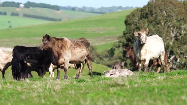 Κοντινό Πλάνο Του Stud Beef Ταύρους Αγελάδες Και Μοσχάρια Βόσκησης — Αρχείο Βίντεο