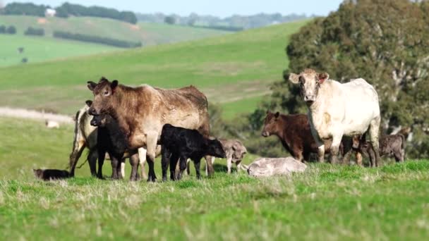오스트레일리아 밭에서 송아지등을 가까이 수있다 품종으로 회오리 여름에 목장에서 구스와 — 비디오