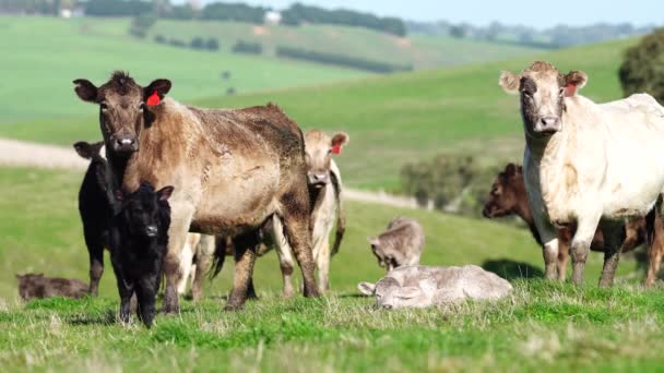 Primer Plano Los Toros Stud Beef Vacas Terneros Pastando Hierba — Vídeo de stock