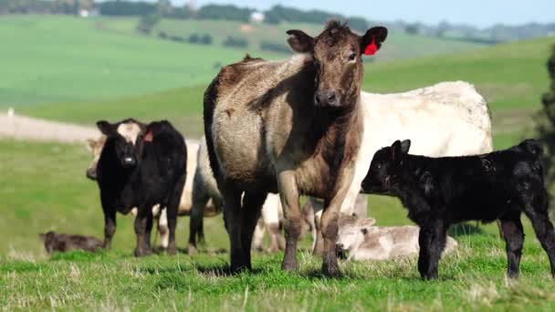 在澳大利亚的一个田野里 靠近正在吃草的种马的公牛 奶牛和小牛 在春夏两季的漫长草原上 牛的品种包括斑斑的公园 朦胧的灰色 Angus Brangus和Wagyu — 图库视频影像