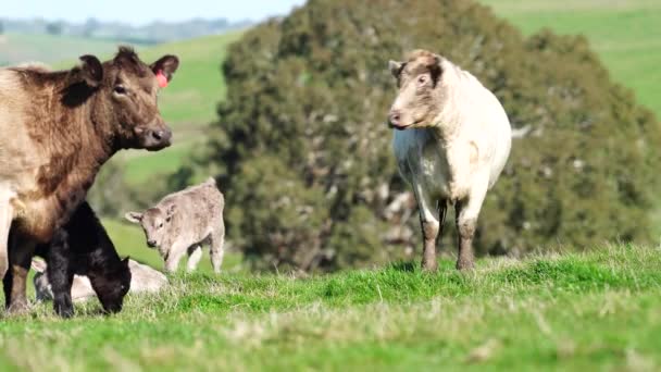 วเน และล นหญ าในท ในออสเตรเล สายพ ของว สวนสาธารณะจ เทาเมอร เรย — วีดีโอสต็อก