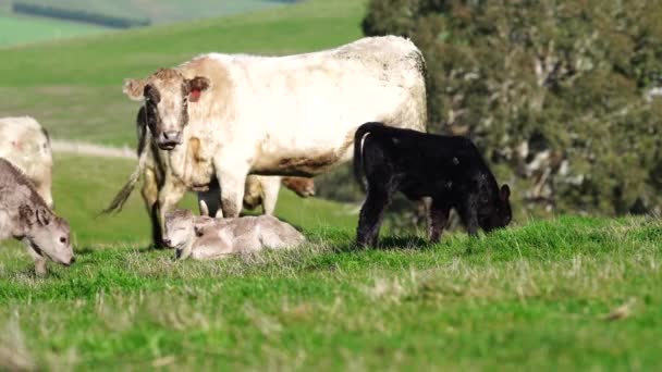 Close Van Stieren Koeien Kalveren Die Grazen Gras Een Weiland — Stockvideo