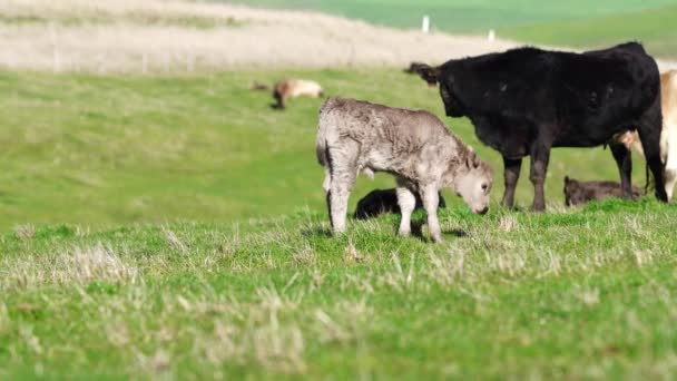 在澳大利亚的一个田野里 靠近正在吃草的种马的公牛 奶牛和小牛 在春夏两季的漫长草原上 牛的品种包括斑斑的公园 朦胧的灰色 Angus Brangus和Wagyu — 图库视频影像
