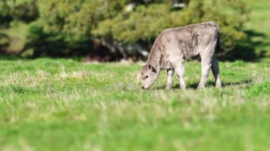 Avustralya 'da bir tarlada otlayan damızlık sığır, inek ve buzağılara yakın bir yerde. Sürü türleri arasında benekli park, Murray Grey, Angus, Brangus ve Wagyu bahar ve yaz aylarında uzun otlaklarda bulunur..