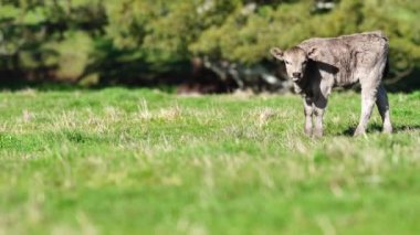 Avustralya 'da bir tarlada otlayan damızlık sığır, inek ve buzağılara yakın bir yerde. Sürü türleri arasında benekli park, Murray Grey, Angus, Brangus ve Wagyu bahar ve yaz aylarında uzun otlaklarda bulunur..