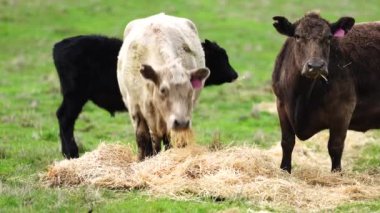 Avustralya 'da bir tarlada otlayan damızlık sığır, inek ve buzağılara yakın bir yerde. Sürü türleri arasında benekli park, Murray Grey, Angus, Brangus ve Wagyu bahar ve yaz aylarında uzun otlaklarda bulunur..