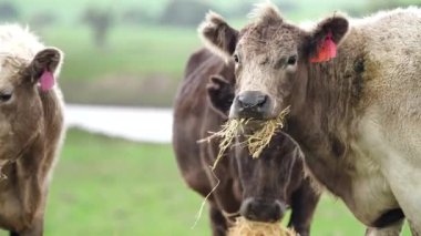 Avustralya 'da bir tarlada otlayan damızlık sığır, inek ve buzağılara yakın bir yerde. Sürü türleri arasında benekli park, Murray Grey, Angus, Brangus ve Wagyu bahar ve yaz aylarında uzun otlaklarda bulunur..