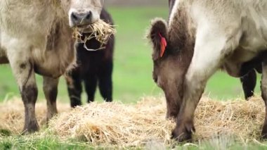 Avustralya 'da bir tarlada otlayan damızlık sığır, inek ve buzağılara yakın bir yerde. Sürü türleri arasında benekli park, Murray Grey, Angus, Brangus ve Wagyu bahar ve yaz aylarında uzun otlaklarda bulunur..