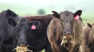 Avustralya 'da bir tarlada otlayan damızlık sığır, inek ve buzağılara yakın bir yerde. Sürü türleri arasında benekli park, Murray Grey, Angus, Brangus ve Wagyu bahar ve yaz aylarında uzun otlaklarda bulunur..
