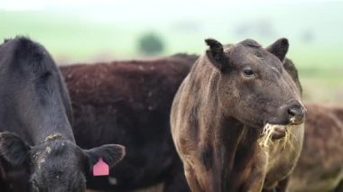 Avustralya 'da bir tarlada otlayan damızlık sığır, inek ve buzağılara yakın bir yerde. Sürü türleri arasında benekli park, Murray Grey, Angus, Brangus ve Wagyu bahar ve yaz aylarında uzun otlaklarda bulunur..