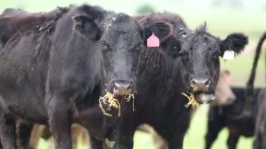 Avustralya 'da bir tarlada otlayan damızlık sığır, inek ve buzağılara yakın bir yerde. Sürü türleri arasında benekli park, Murray Grey, Angus, Brangus ve Wagyu bahar ve yaz aylarında uzun otlaklarda bulunur..