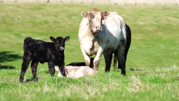 Κοντινό Πλάνο Του Stud Beef Ταύρους Αγελάδες Και Μοσχάρια Βόσκησης — Αρχείο Βίντεο