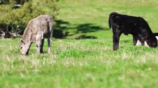 Primer Plano Los Toros Stud Beef Vacas Terneros Pastando Hierba — Vídeos de Stock