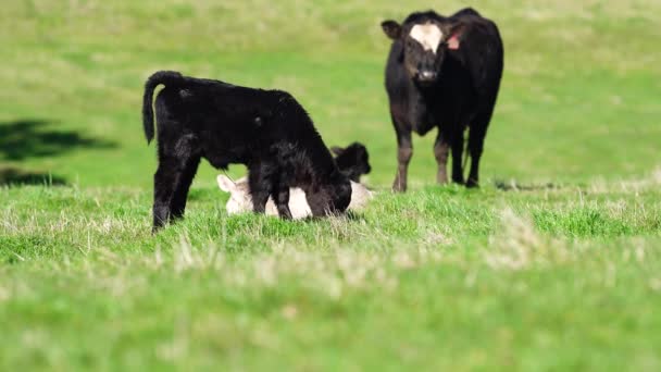 牛や牛 子牛が畑の芝生で放牧されています 牛の品種には 春と夏の長い牧草地にある特定の公園 マレーグレー アンガス ブランガス 和牛などがあります — ストック動画