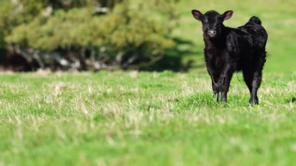 Close Van Stieren Koeien Kalveren Die Grazen Gras Een Weiland — Stockvideo