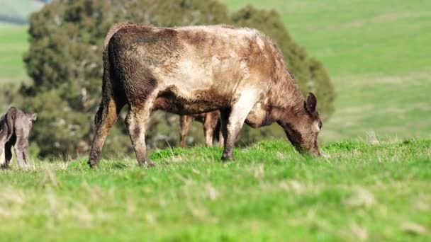 Zbliżenie Stadniny Byki Wołowe Krowy Cielęta Pasące Się Trawie Polu — Wideo stockowe