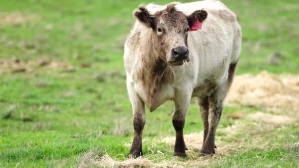 Κοντινό Πλάνο Του Stud Beef Ταύρους Αγελάδες Και Μοσχάρια Βόσκησης — Αρχείο Βίντεο