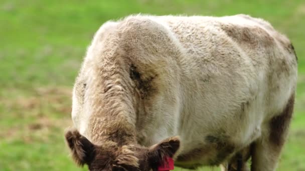 Close Van Stieren Koeien Kalveren Die Grazen Gras Een Weiland — Stockvideo