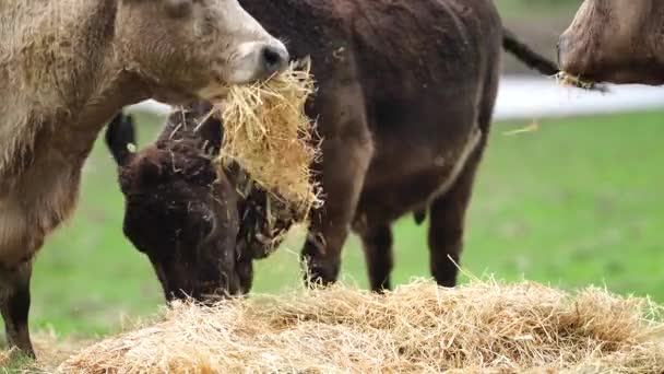 Close Van Stieren Koeien Kalveren Die Grazen Gras Een Weiland — Stockvideo