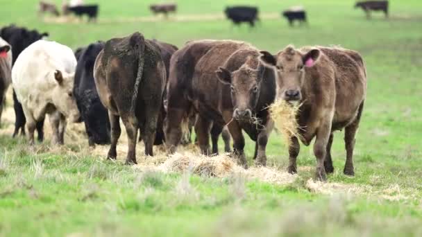 Gros Plan Taureaux Vaches Veaux Boucherie Broutant Herbe Dans Champ — Video