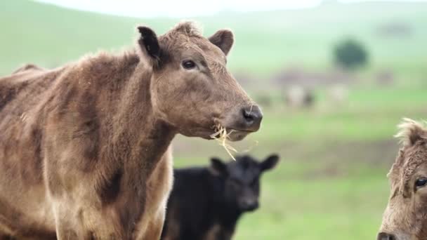 Gros Plan Taureaux Vaches Veaux Boucherie Broutant Herbe Dans Champ — Video