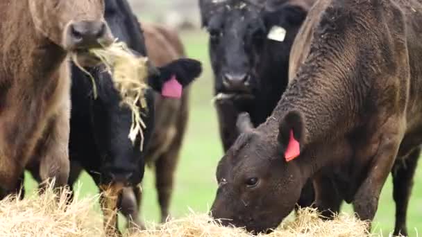 Close Touros Stud Beef Vacas Bezerros Pastando Grama Campo Austrália — Vídeo de Stock